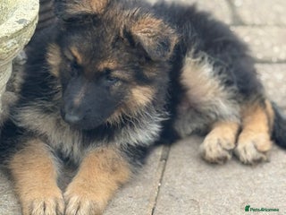 German Shepherd dogs - Advert 11