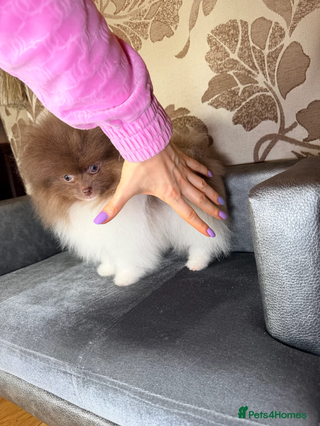 Pomeranian dogs for sale: Cute Pomeranian Boys and Girls  - Advert 14