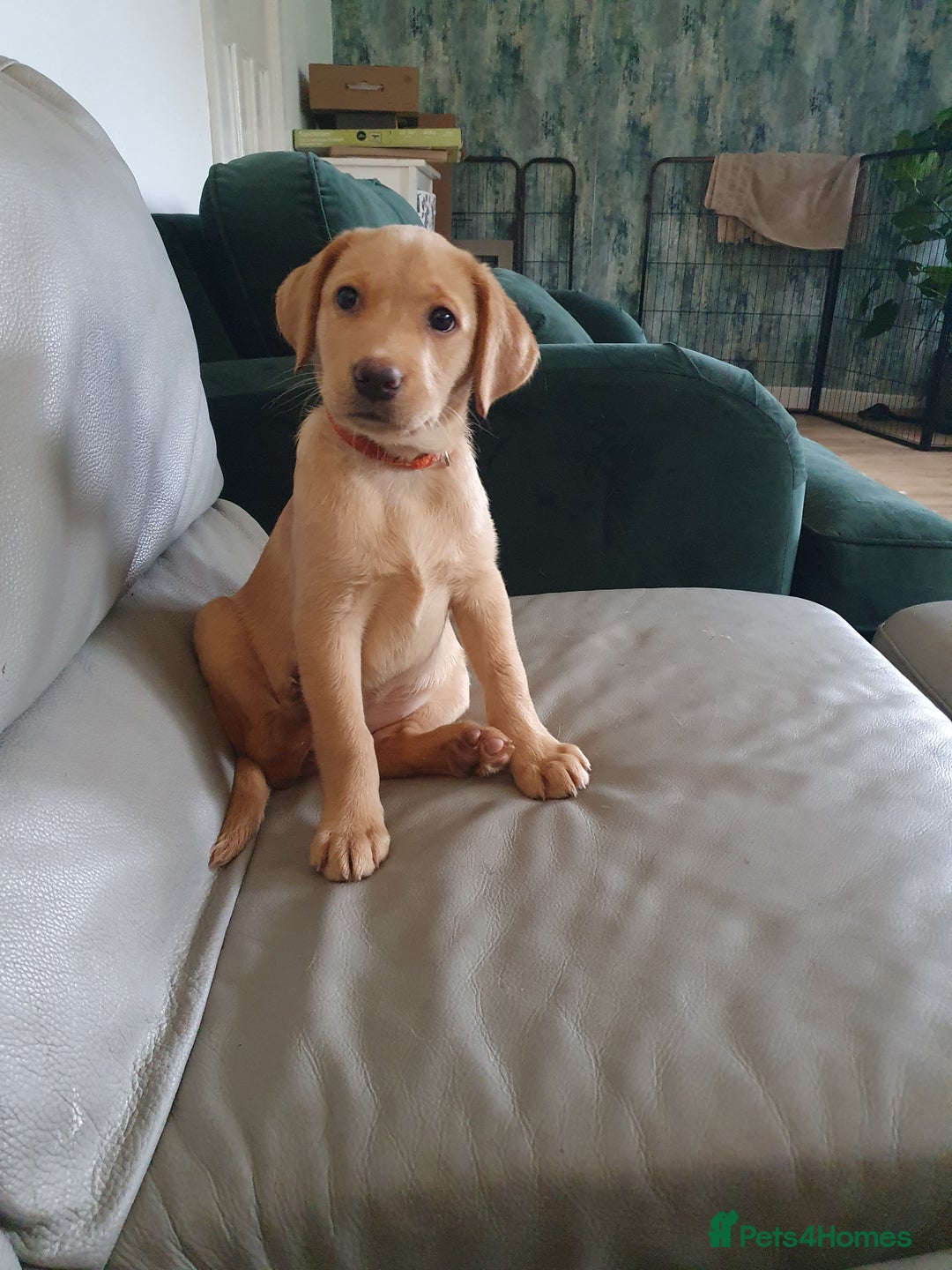 Labrador Retriever dogs for sale: 🌟Yellow Bitch KC Reg Pick of The Litter - Image 2
