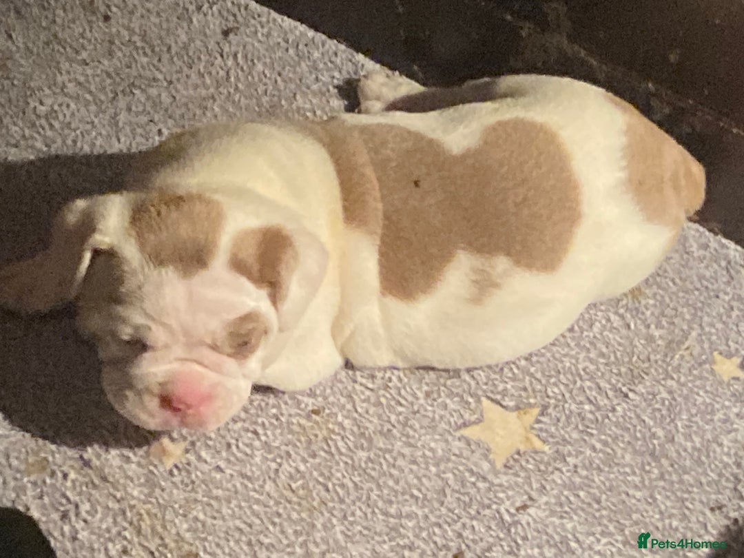 Olde English Bulldogge dogs for sale: Old English bulldog puppies GENERATIONAL - Advert 34