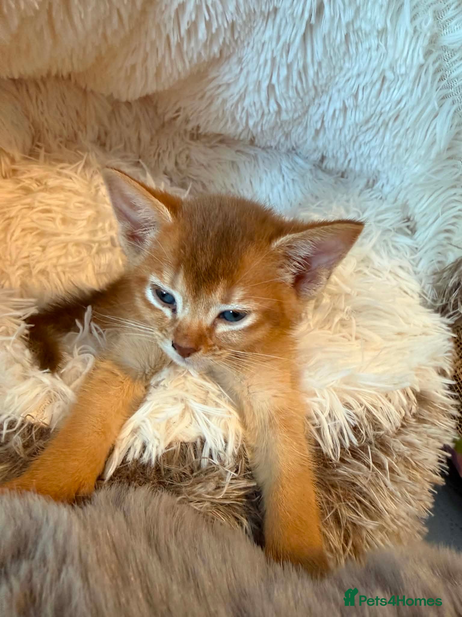 Abyssinian cats Abyssinian kittens  - Advert 1