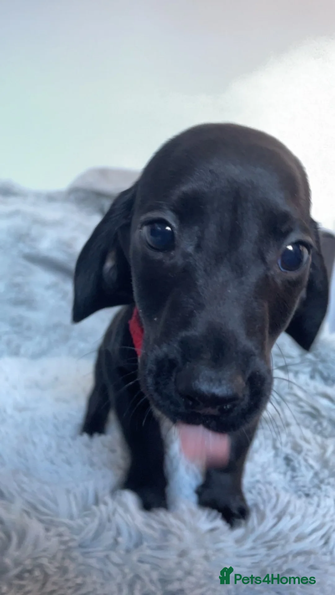 Mixed Breed dogs for sale: Miniature dachshund cross lab (dashadors)  - Advert 32