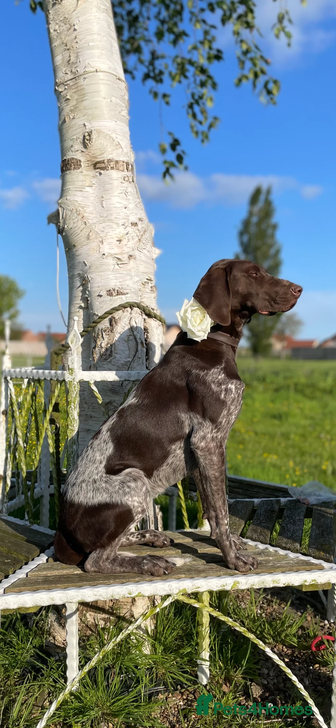 German Shorthaired Pointer dogs for sale: German Shorthaired Pointers Home Raised & Working  in Lincoln - Advert 1