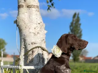 German Shorthaired Pointer dogs German Shorthaired Pointers Home Raised & Working - Advert 3