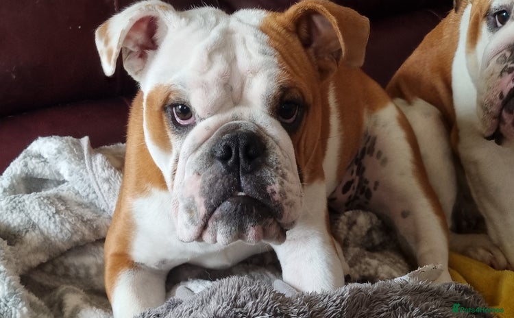English Bulldog dogs - Advert 1