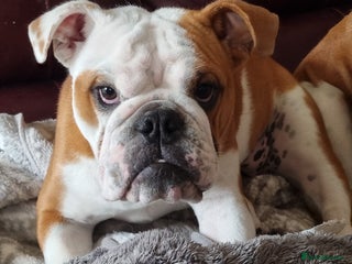 English Bulldog dogs - Advert 10