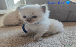 Ragdoll cats for sale: 💫 Blue Point Ragdoll Kittens 💫 - Image 6