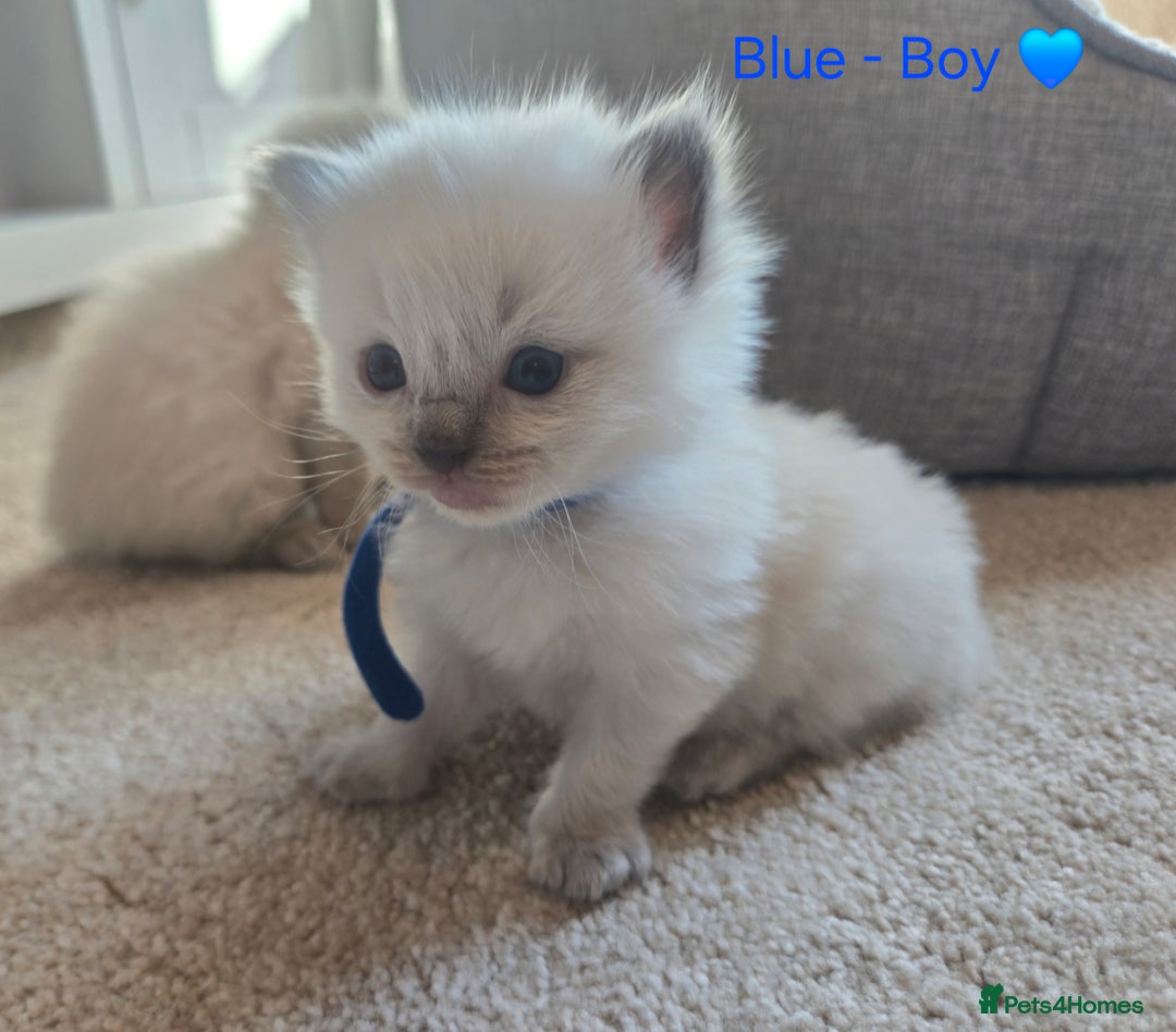 Ragdoll cats for sale: 💫 Blue Point Ragdoll Kittens 💫 - Image 6