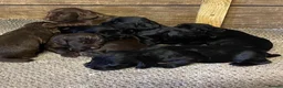 Cocker Spaniel dogs for sale: Cocker spaniel puppies  in Canterbury - Advert 3