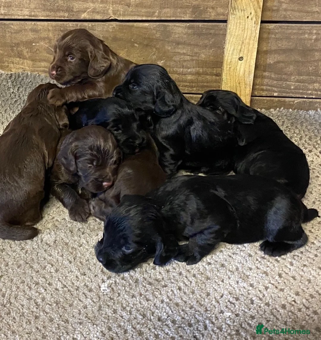 Cocker Spaniel dogs for sale: Cocker spaniel puppies  in Canterbury - Advert 3