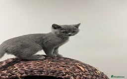 British Shorthair cats for sale: Reduced to clear Britsh shorthair Pure blue Girl  - Advert 12