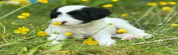 Tibetan Terrier dogs for sale: Stunning KC Reg Tibetan terrier puppies - Advert 6