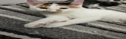 Mixed Breed cats for sale: Kittens for sale in Bradford - Advert 4