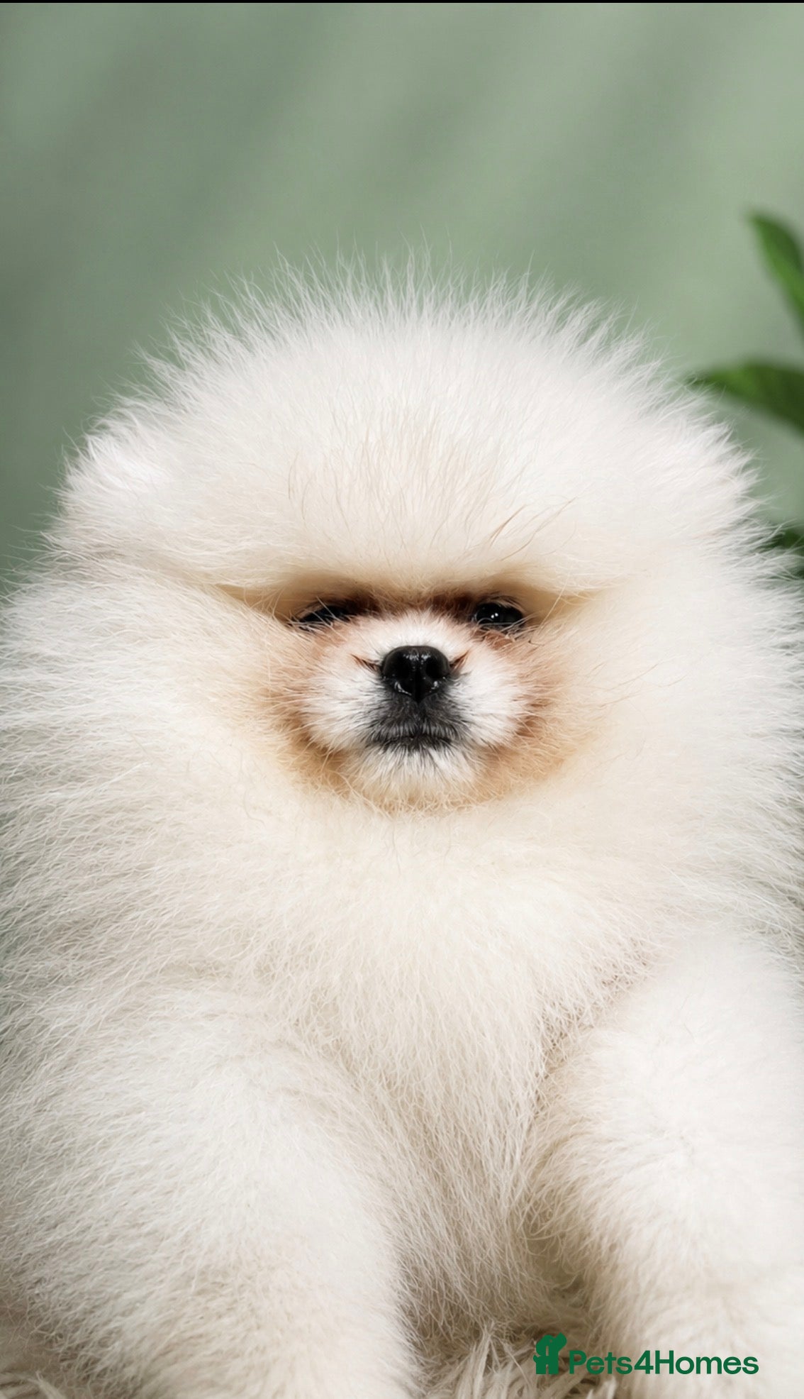 Pomeranian dogs     Luxury White Pomeranian Puppies  - Advert 5