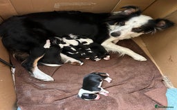 Border Collie dogs for sale: Border Collie pups for sale - Advert 8