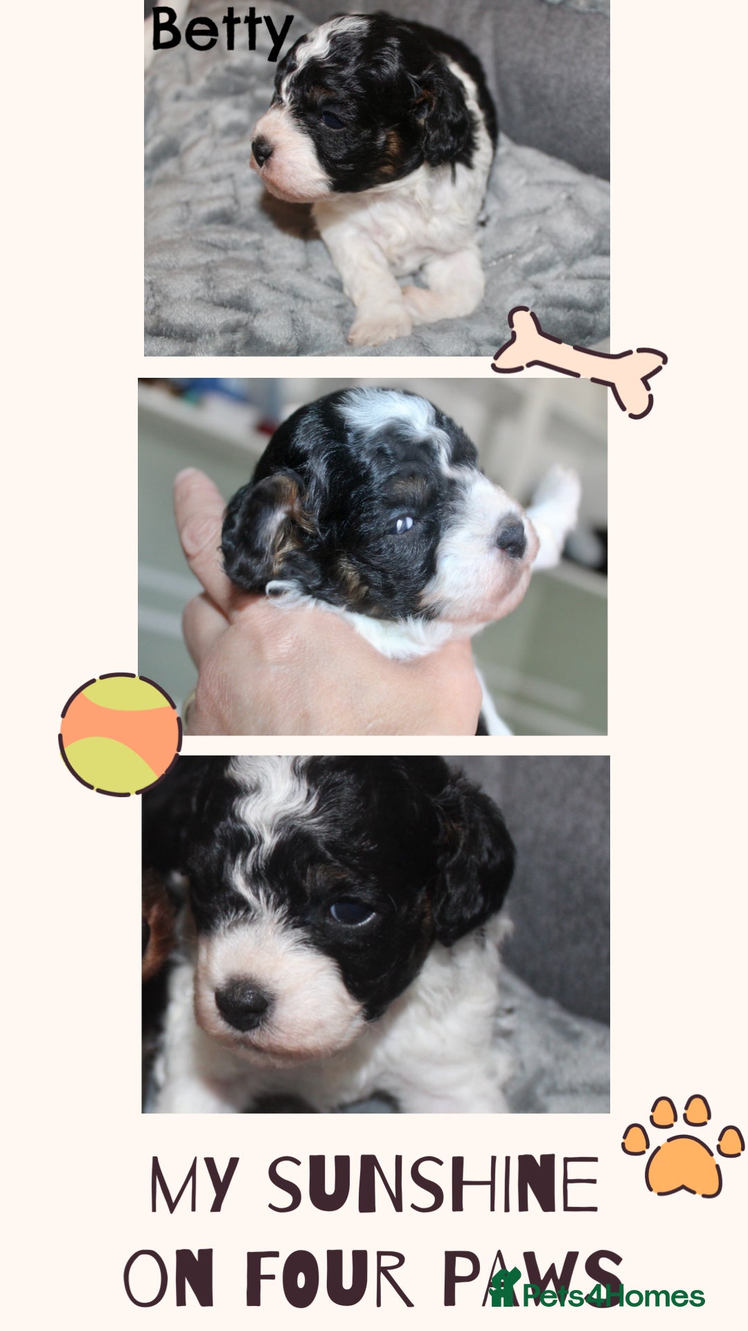 Cavapoo dogs for sale: Family raised Cavapoo puppies ready August - Image 6