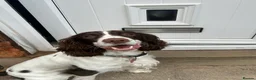 English Springer Spaniel dogs for stud: Nico  - Advert 3