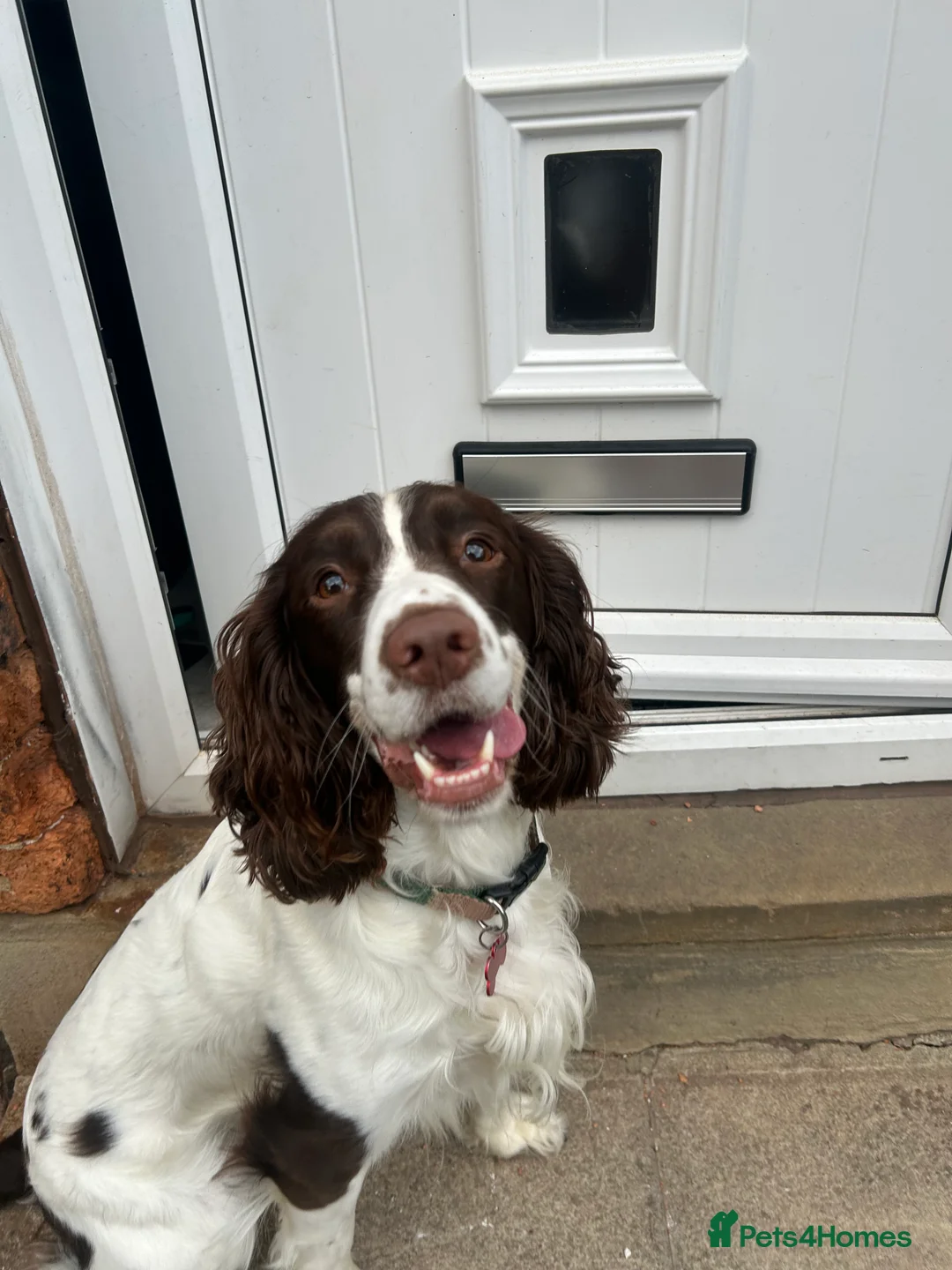 English Springer Spaniel dogs for stud: Nico  - Advert 3