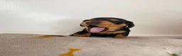 Miniature Dachshund dogs for sale: 3 beautiful girls  - Advert 6