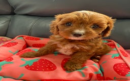 Cavapoo dogs for sale: Outstanding Red F1 cavapoo puppies H/C DNA CLEAR - Image 28