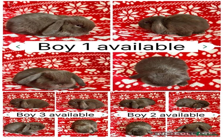Mini Lop rabbits - Advert 4