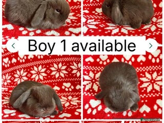 Mini Lop rabbits - Advert 2