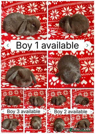 Mini Lop rabbits - Advert 4
