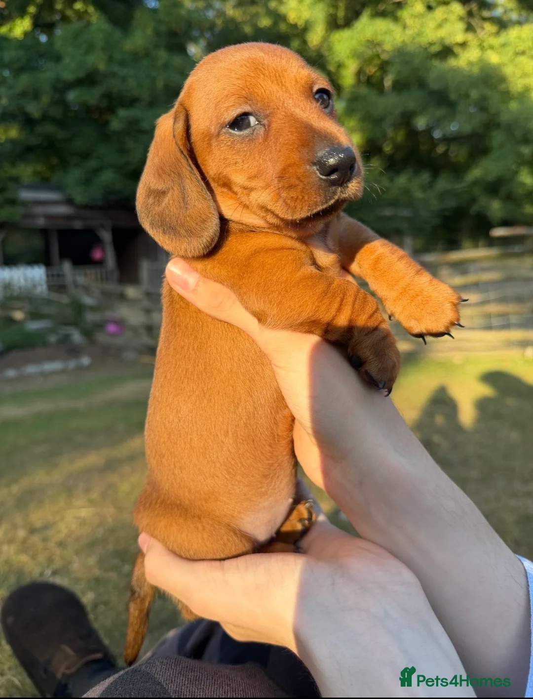 Dachshund dogs for sale: 🐾 5 Beautiful Miniature Dachshund Girls  - Advert 10