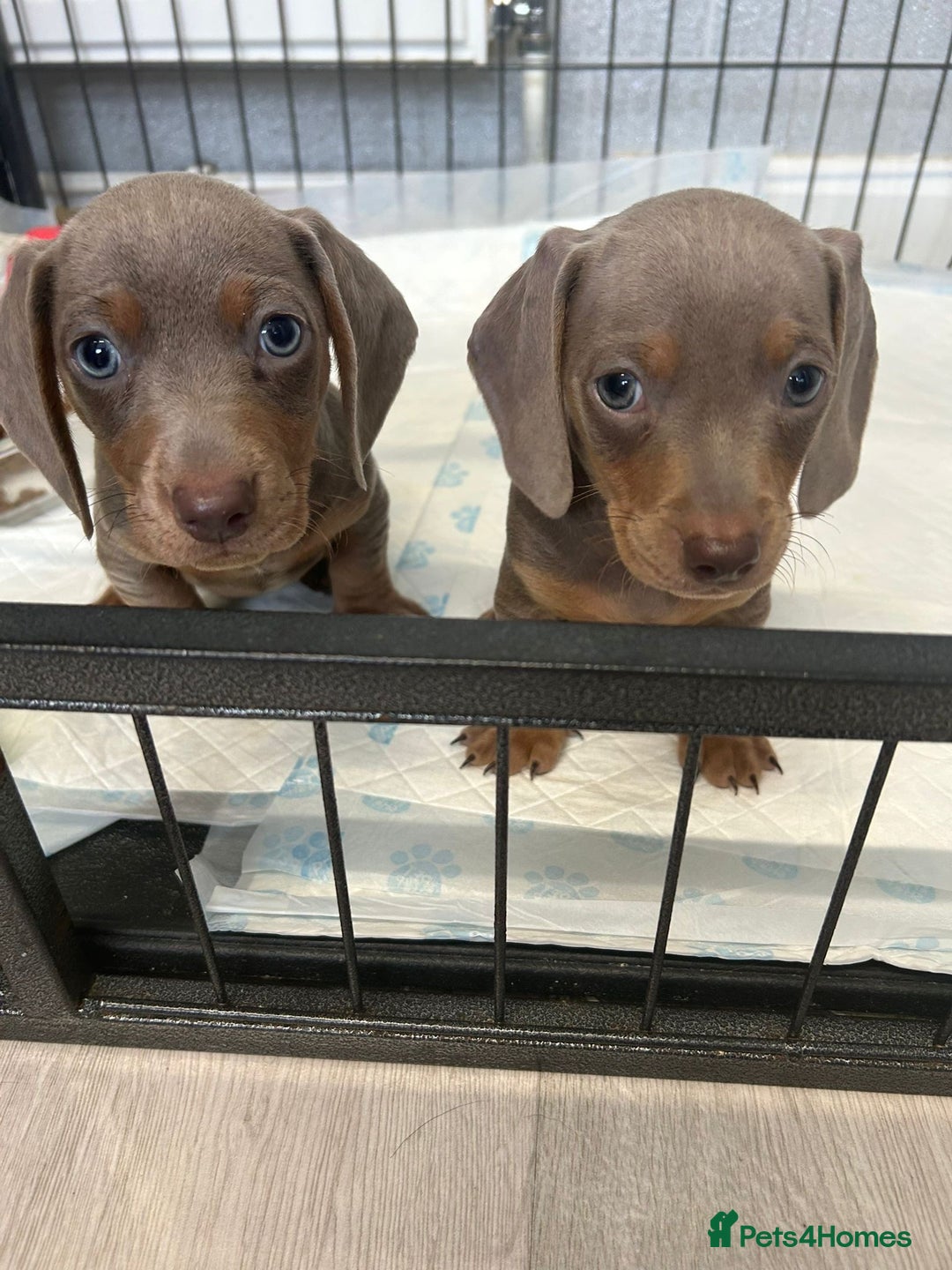 Dachshund dogs for sale: Beautiful miniature dachund puppies  - Image 12