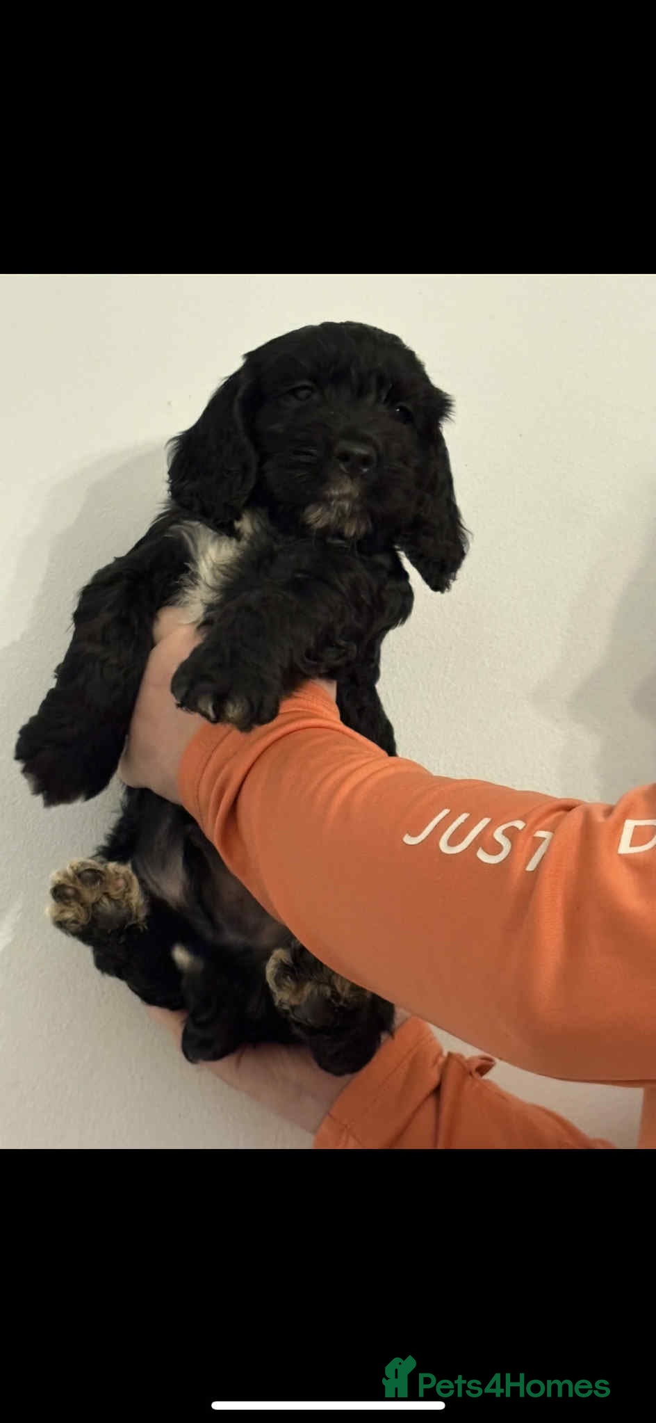 Cockapoo dogs Cockapoo puppies REDUCED - Advert 3