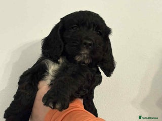 Cockapoo dogs Cockapoo puppies REDUCED - Advert 4