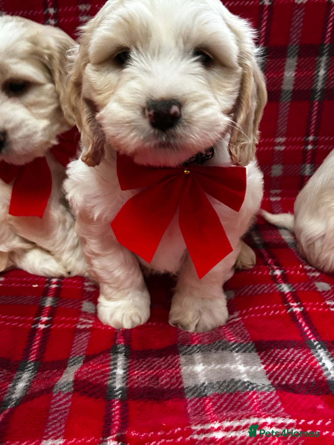 Cockapoo dogs for sale: Beautiful cockapoo puppies  - Advert 2