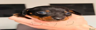 Miniature Dachshund Puppy 4