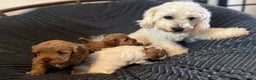 Maltipoo dogs for sale: Gorgeous Maltipoo Puppies – 3 Boys & 1 Girl  - Advert 3