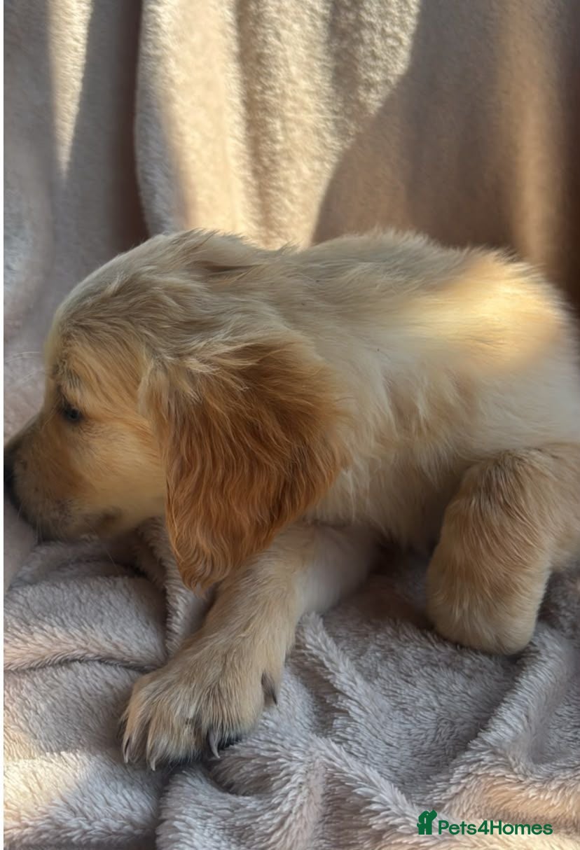 Golden Retriever dogs Golden Retriever puppy's  - Advert 4