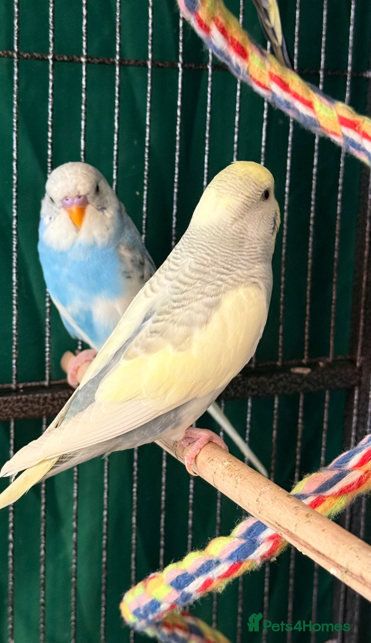 Budgerigars birds Budgies available male&females runcorn area   - Advert 1