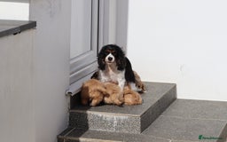 Cavapoo dogs for sale: F1 Cavapoo puppies for sale - Image 19