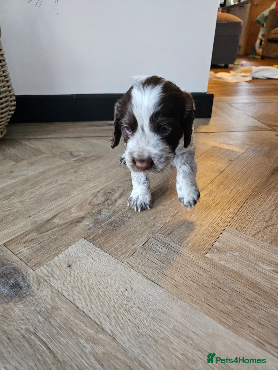 Cocker Spaniel dogs for sale: Male cocker spaniel pups - Advert 8