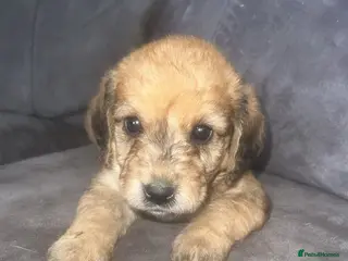 Labradoodle dogs labradoodles - Advert 17