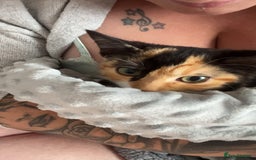 Domestic Shorthair cats for sale: 5 month old kitten - Image 2