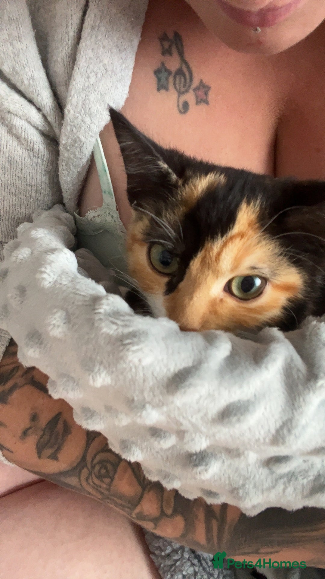 Domestic Shorthair cats for sale: 5 month old kitten - Image 2