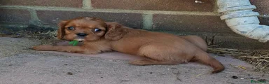 Cavalier King Charles Spaniel 2