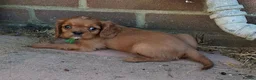 Cavalier King Charles Spaniel dogs for sale: KC Health tested Cavaliers  - Advert 8