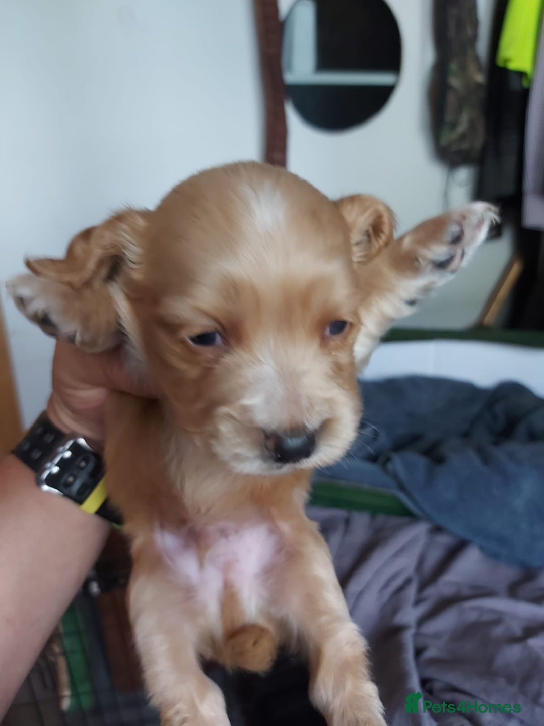 Cocker Spaniel dogs for sale: Working cocker spaniel pups - Image 2