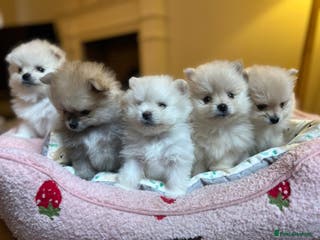 Pomeranian dogs Pomeranian puppies - Advert 8