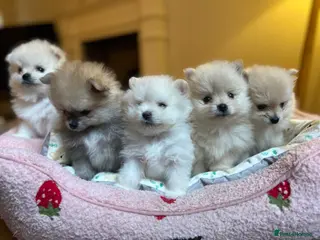 Pomeranian dogs Pomeranian puppies - Advert 3
