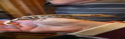 Gecko reptiles for sale: Breeding cresties and gargs and babies - Advert 4