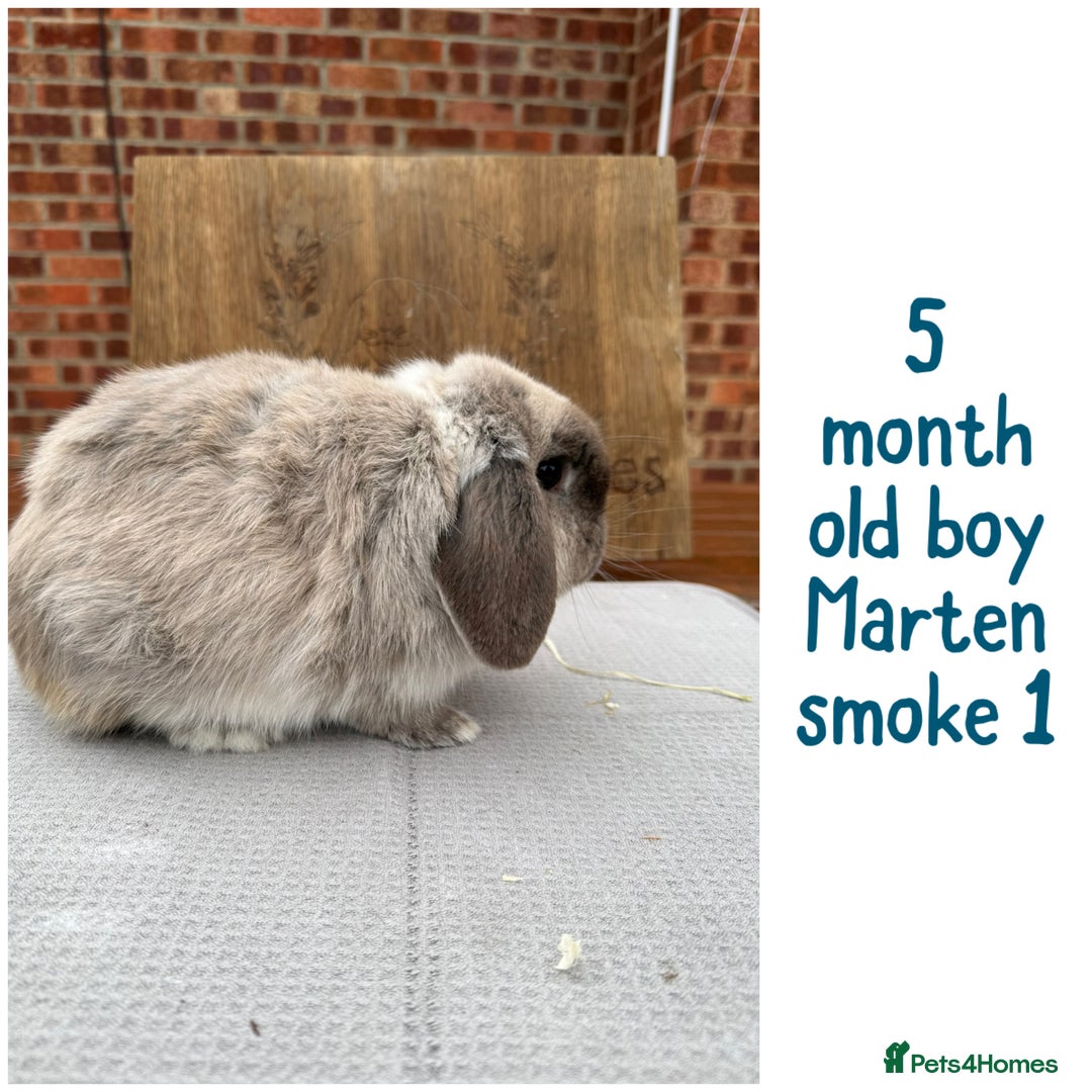 Mini Lop rabbits for sale: Mini lop boys - various ages - Advert 3