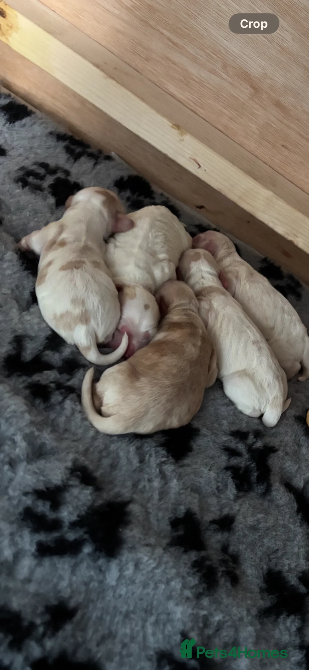 Cockapoo dogs for sale: Beautiful cockapoo puppies  - Advert 11