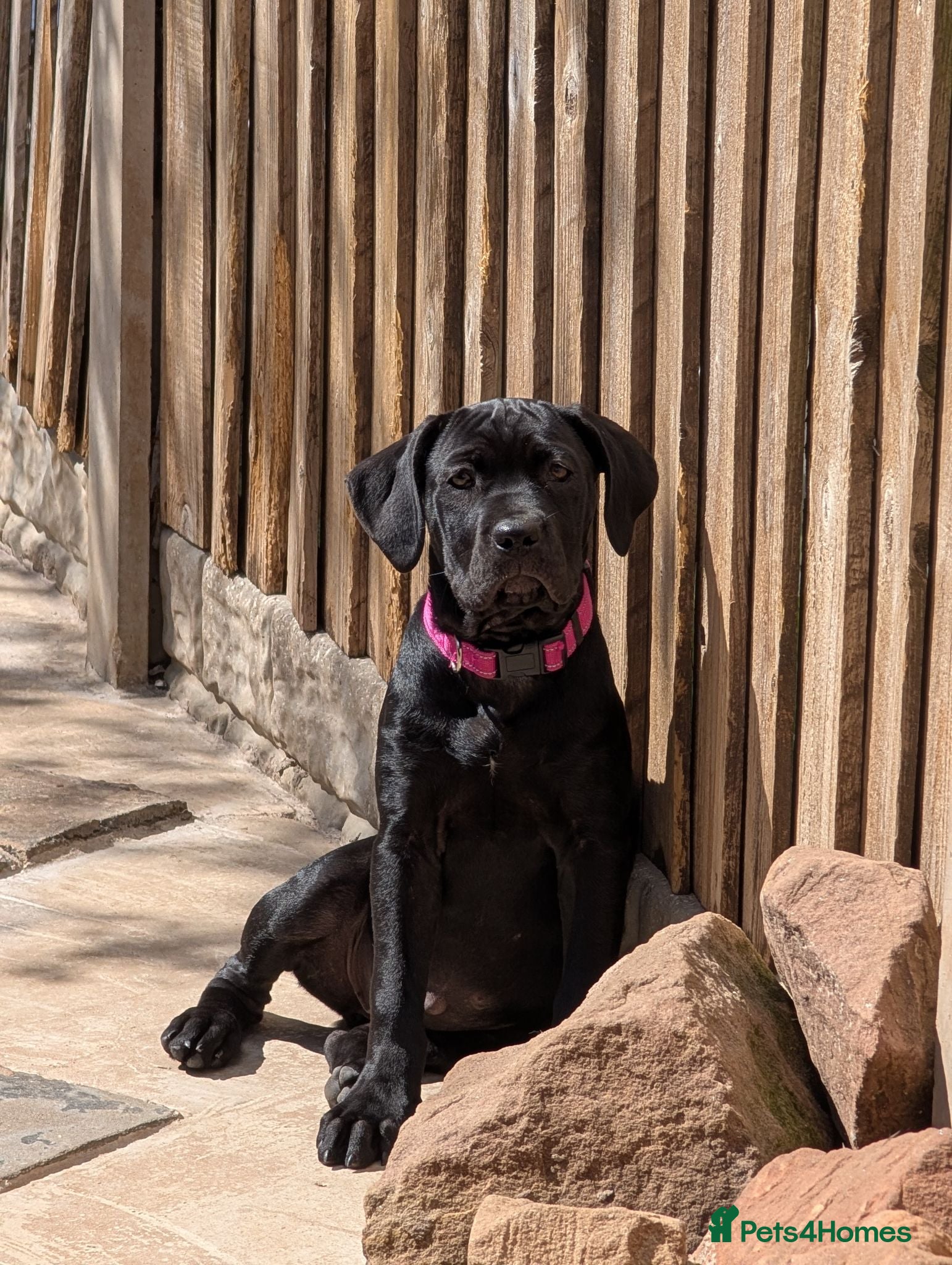 Cane Corso dogs Black female cane corsos puppies  - Advert 3